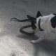 how-i-get-rid-of-snakes-from-my-house-and-yard