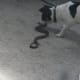 how-i-get-rid-of-snakes-from-my-house-and-yard