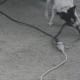 how-i-get-rid-of-snakes-from-my-house-and-yard