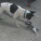 how-i-get-rid-of-snakes-from-my-house-and-yard