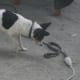 how-i-get-rid-of-snakes-from-my-house-and-yard