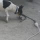how-i-get-rid-of-snakes-from-my-house-and-yard