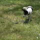 how-i-get-rid-of-snakes-from-my-house-and-yard