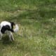 how-i-get-rid-of-snakes-from-my-house-and-yard