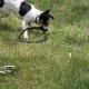 how-i-get-rid-of-snakes-from-my-house-and-yard