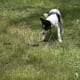 how-i-get-rid-of-snakes-from-my-house-and-yard