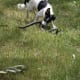how-i-get-rid-of-snakes-from-my-house-and-yard