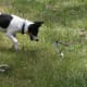 how-i-get-rid-of-snakes-from-my-house-and-yard