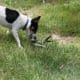 how-i-get-rid-of-snakes-from-my-house-and-yard