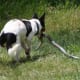 how-i-get-rid-of-snakes-from-my-house-and-yard