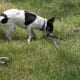 how-i-get-rid-of-snakes-from-my-house-and-yard