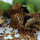 Abundant seeds of the Datura grow in spiky green seed balls. As the seed ripen, the seed ball burst open, generously dispersing the seed.
