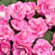 Rockapulco® rose Double Impatiens