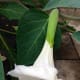 Datura meteloides will bloom during a rainy, cloudy day, or may still be blooming on a very foggy morning.