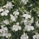 Laguna™ White - Lobelia erinus - white flowers all season on cascading plants