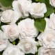 Rockapulco® white blooms that resemble miniature rosebuds.