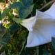 Early evening walkers will love walking paths and sidewalks near these big white Datura blooms.