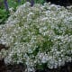 Clouds of small white flowers float on densely branched plants from spring - fall.