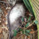 Do you see the baby possum?