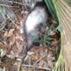 Dead possum near a creek