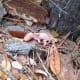 what-to-do-if-youve-found-a-baby-possum-photos-and-tips