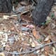 Do you see the baby possum?