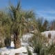 A snowy Sabal Palmetto in North Carolina.