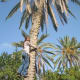 Levitate yourself and hug a palm this Arbor Day!