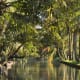 Everyday palms in backwater India. It's beautiful to me. Imagine, though, all the venomous creepy crawlies you can't see that must be there... waiting for you. Ugh.