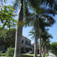 Royal Palms are my personal favorite among all the varieties. Majestic and Regal.