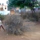 twigs being taken for the pongal bonfire