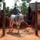 cow with painted horns for the pongal festival