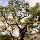 This oak tree on the property is said to be one of the oldest of its kind in California.