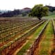 Planted vineyard looking toward the Guenoc Winery