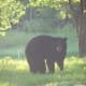Here's The Bear