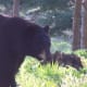Bear Coming for A Visit