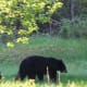 Bear In Meadow