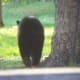 Bear Wondering Off
