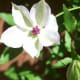 our-garden