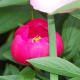 Peony (Flame) Our Wild Country Garden!