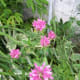 Pink Bee Balm Our Wild Country Garden!