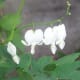 White Bleedingheart