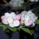 our-garden