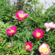 Mix of Peonies Our Wild Country Garden!