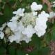 Hydrangea Our Wild Country Garden!