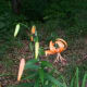 our-garden