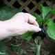 Jack-in-the-pulpit