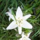 Tiger Lily Our Wild Country Garden!