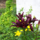 Tiger Lilies Our Wild Country Garden!