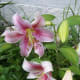 Tiger Lily Our Wild Country Garden!